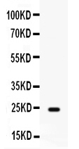 pb9944 1_1 WB anti fgf1 fgf acidic picoband antibody
