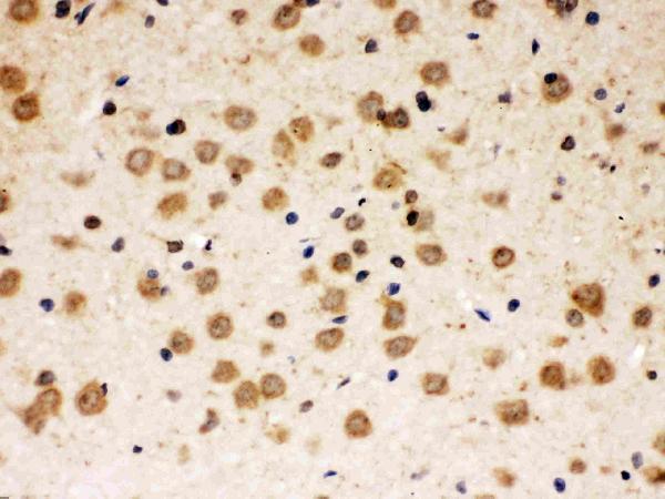 pb9972 3 IHC anti abr picoband antibody