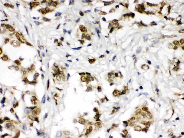 pb9972 4 IHC anti abr picoband antibody