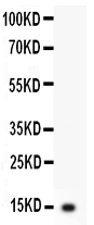Anti-IL-3 antibody, RP1046, Western blottingAll lanes: Anti IL-3 (RP1046) at 0