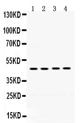 rp1092 1 WB anti thrombin receptor antibody