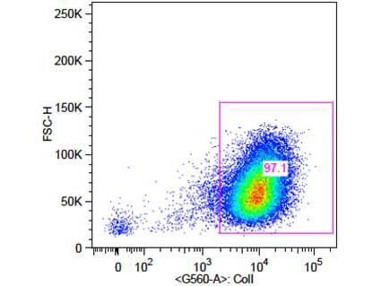 Flow Cytometry of Rabbit Anti-Collagen 1 Antibody