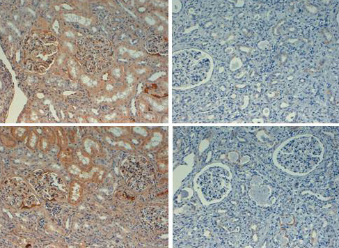 b00564 fn1 primary antibodies ihc testing 1