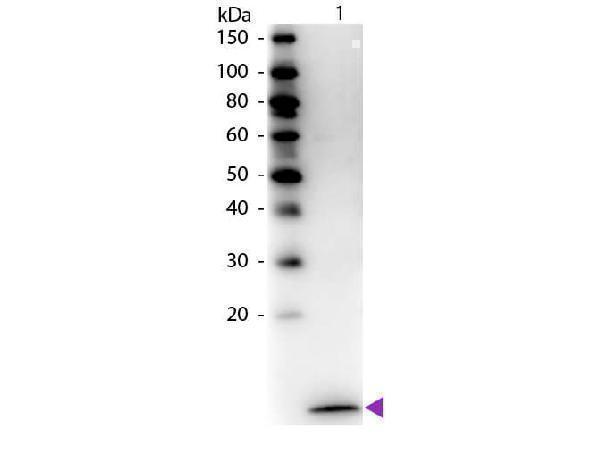 Western Blot of Biotin Conjugated Rabbit Anti-Human MIP-3α Antibody