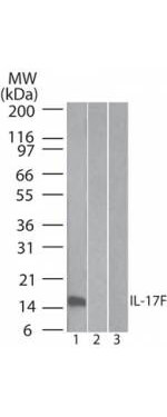 Western Blot of Mouse Anti-IL-17F antibody