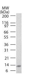 b04429 il25 primary antibodies wb testing 2