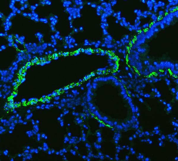 ba1126_2