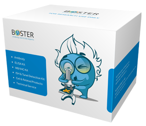 Boster Kit Box