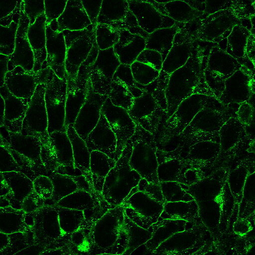 bs biotium 92325 ae628a9b_1
