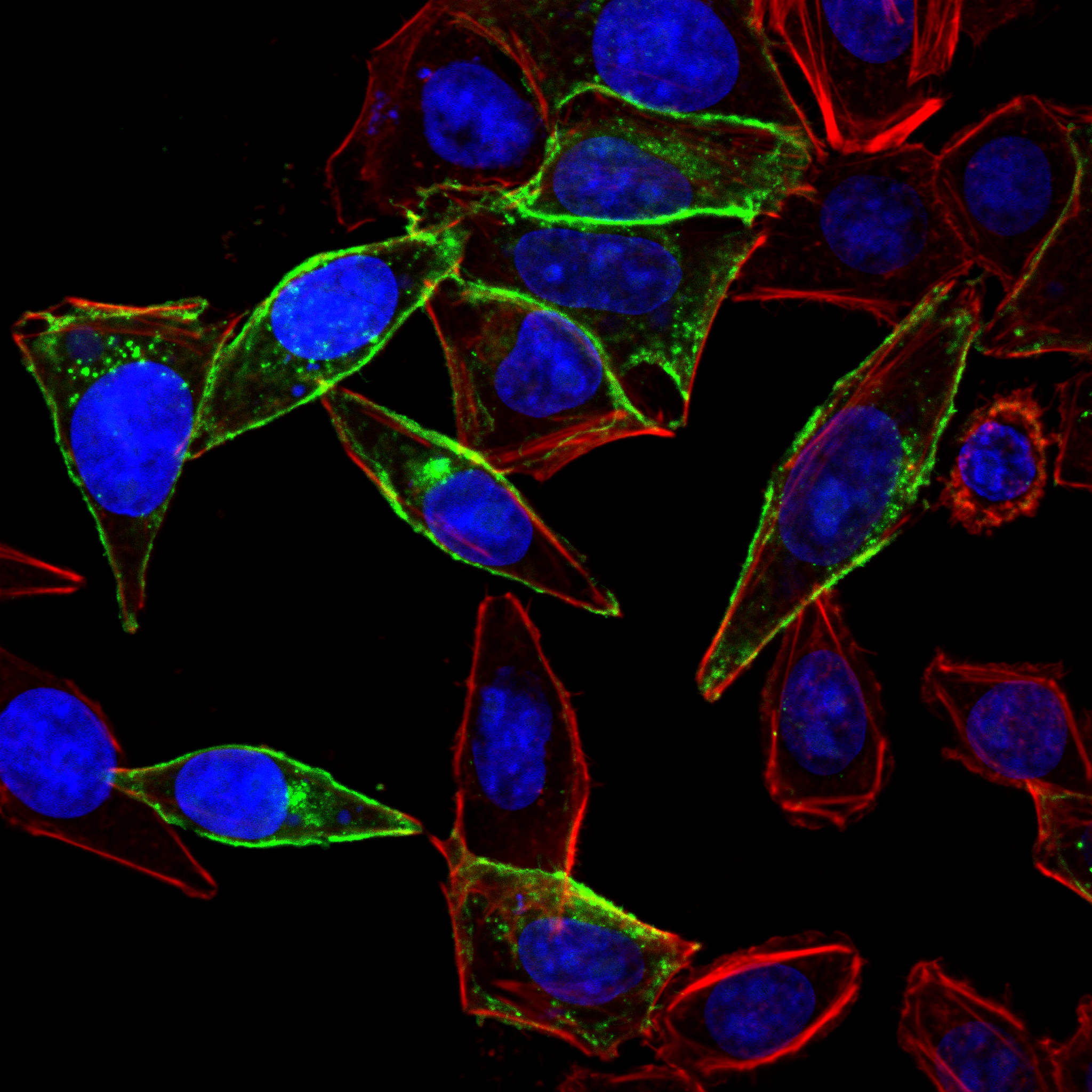 bs biotium 92350 3e638d59_1