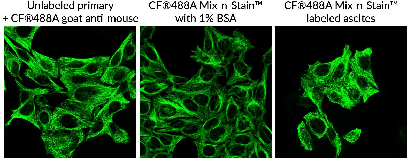 bs biotium 92454 ca1ebd95_1
