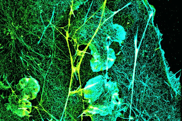 bs biotium 92549 e578259f_1