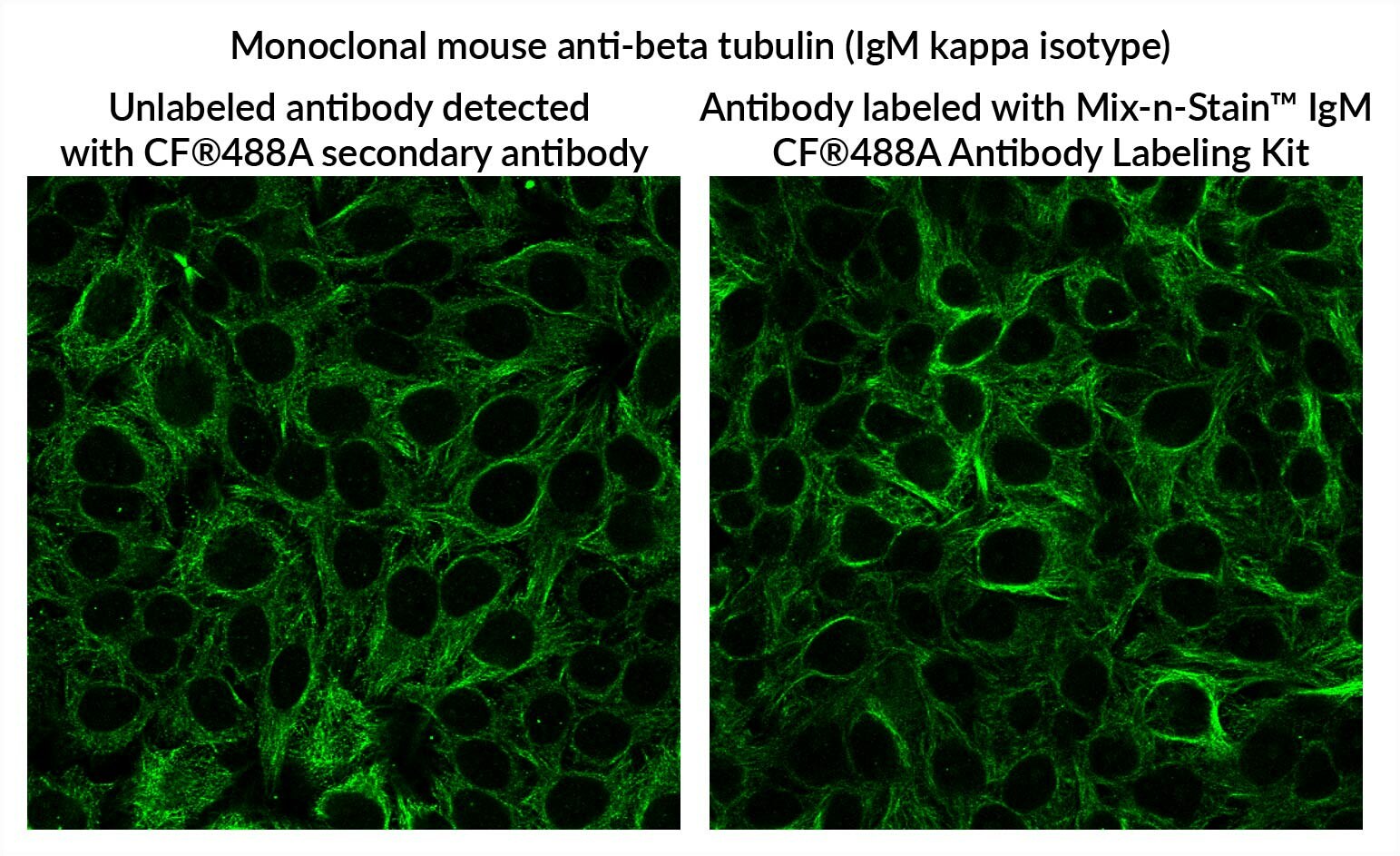 bs biotium 92561 894baa9b_1