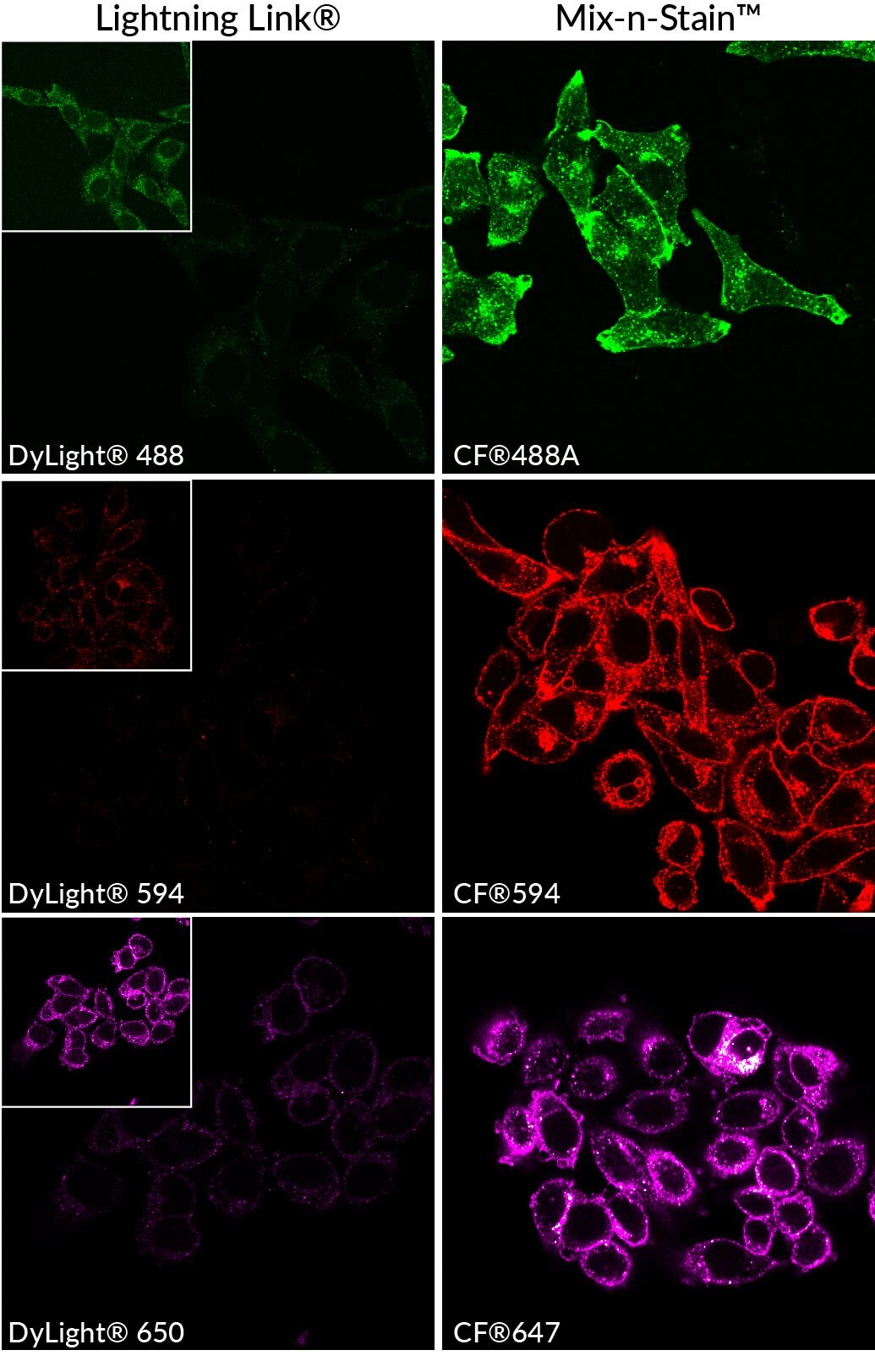 bs biotium 92576 00b8e9fb_1