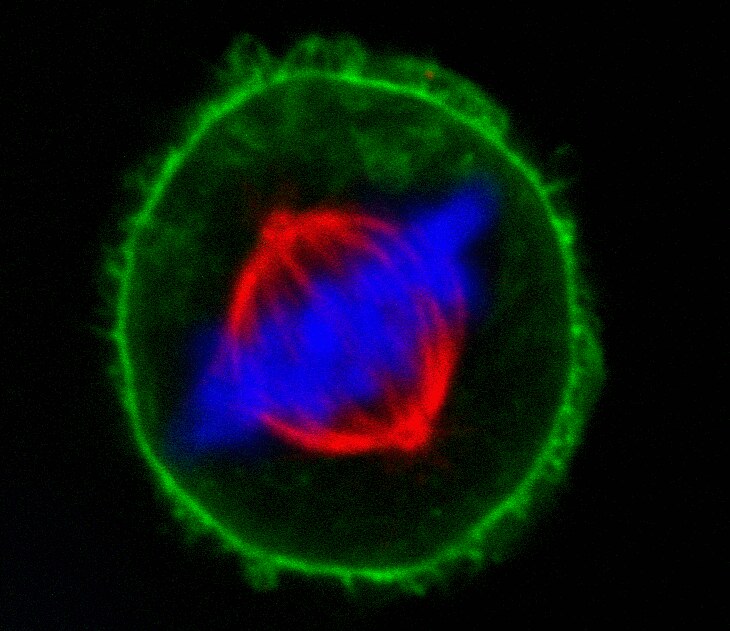 bs biotium 92576 9cd06efb_1