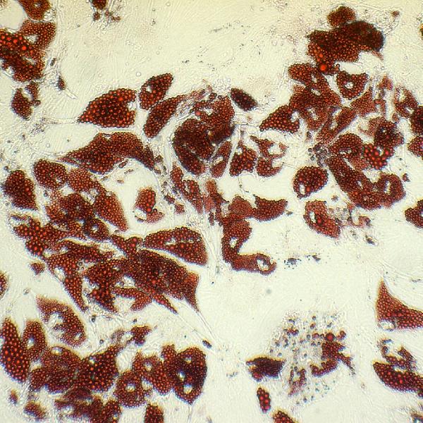 bs obatalasciences OS 002 01 edcbe923_1_2