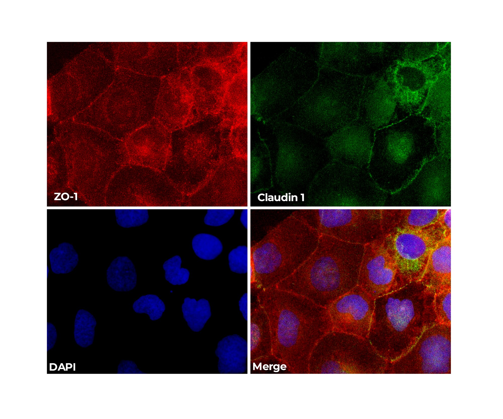 Goat Anti-Mouse / Rabbit IgG Antibody (H+L), Fluorophore Conjugated