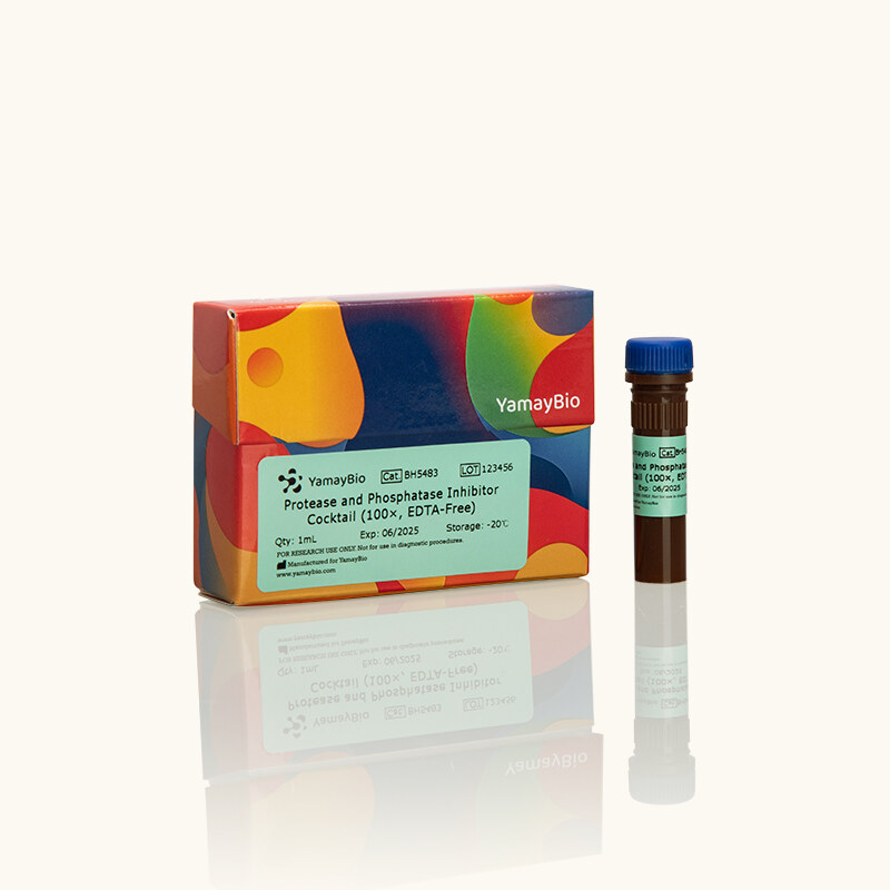 Protease and Phosphatase Inhibitor Cocktail (100x, EDTA-free)