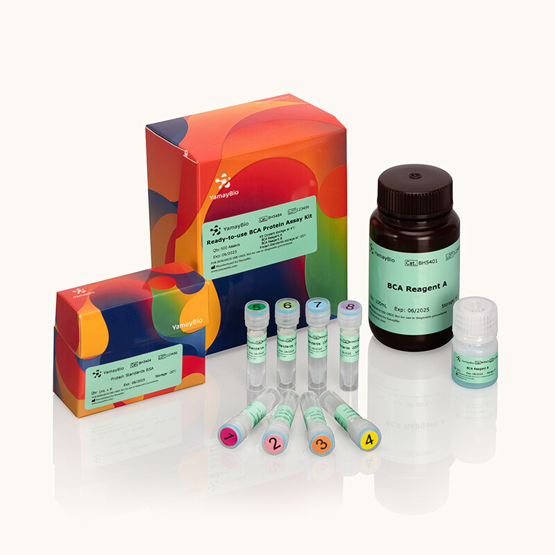 Ready-to-use BCA Protein Assay Kit