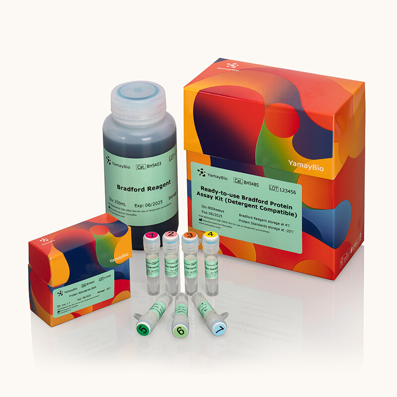 Ready-to-use Bradford Protein Assay Kit (Detergent Compatible)