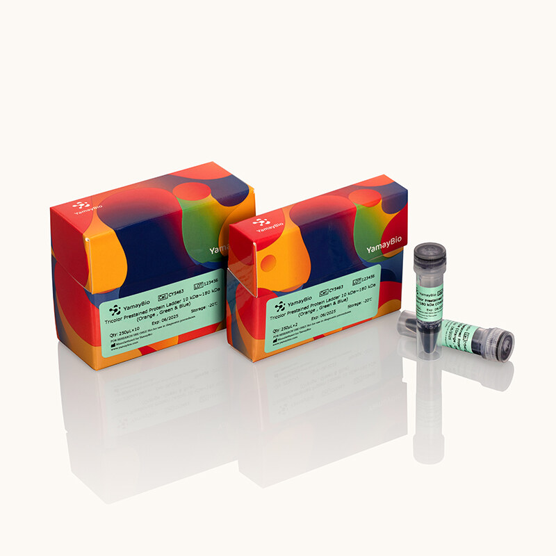 Tricolor Prestained Protein Ladder 10-180 kDa (Orange, Green & Blue)