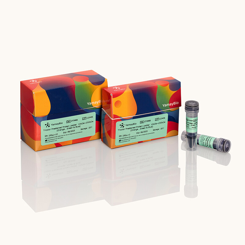 Tricolor Prestained Protein Ladder 10-250 kDa (Orange, Green & Blue)