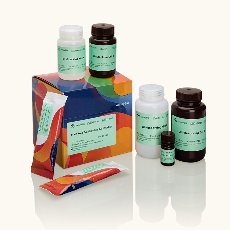 Stain-Free Gradient-like PAGE Gel Kit