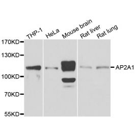 AP-2 complex subunit alpha-1 AP2A1 Antibody