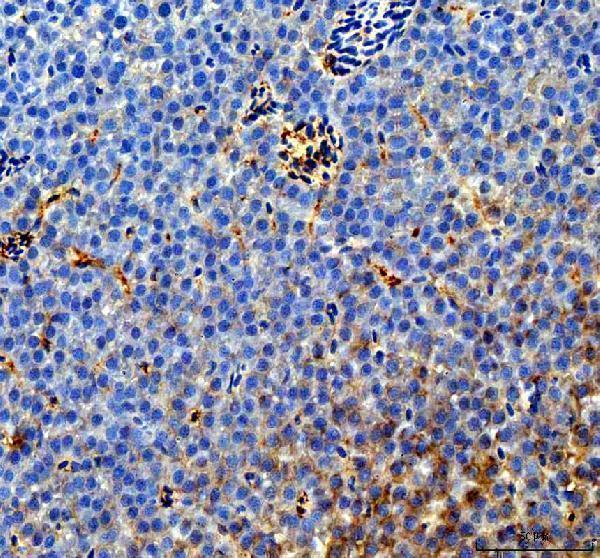 dz02695 cavin1b primary antibodies ihc testing 1