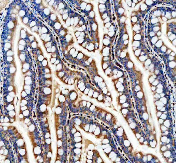 dz02695 cavin1b primary antibodies ihc testing 2