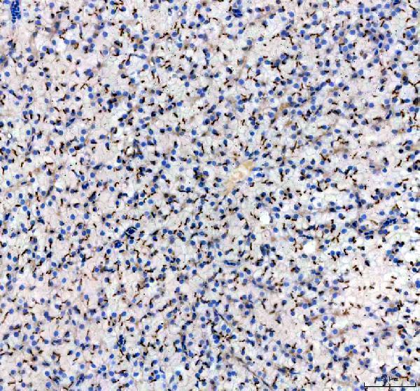 dz02695 cavin1b primary antibodies ihc testing 3