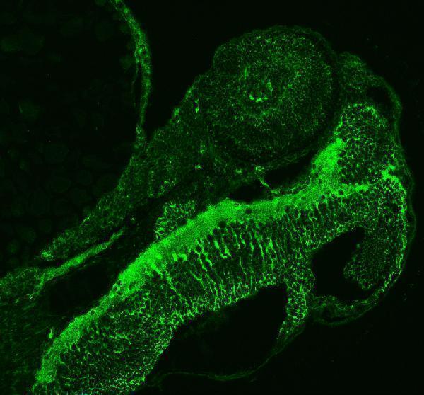 dz10852 abcc12 primary antibodies if testing 1