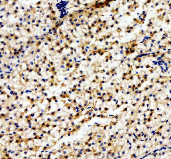 dz10852 abcc12 primary antibodies ihc testing 1