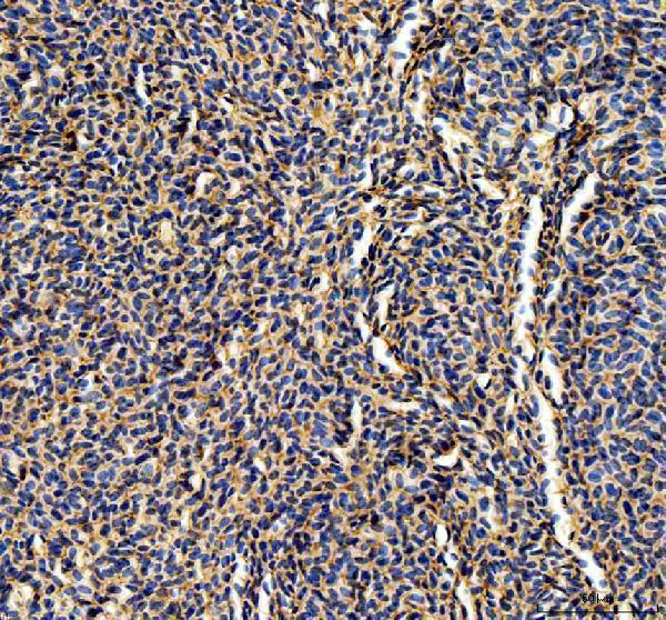 dz10852 abcc12 primary antibodies ihc testing 2