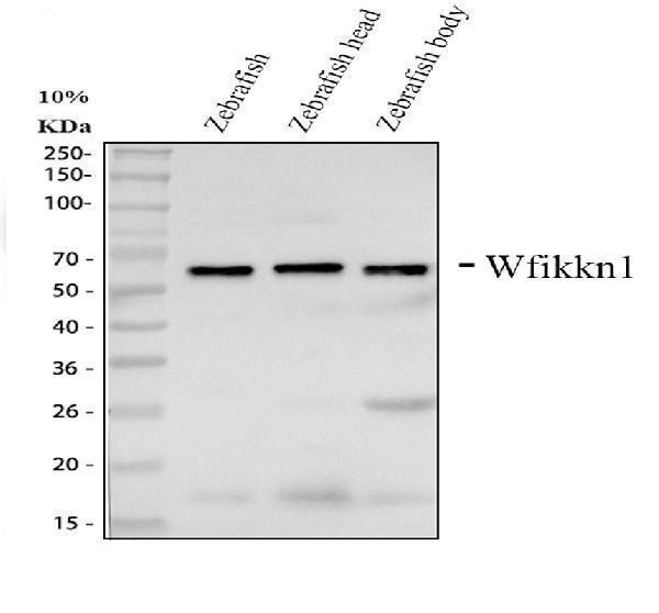 dz11633 wfikkn1 primary antibodies wb testing 1