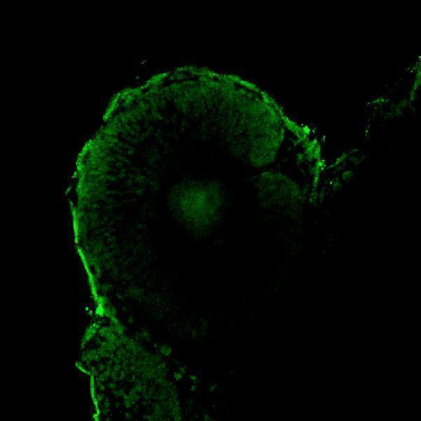 dz12892 nlz2 primary antibodies if testing 2