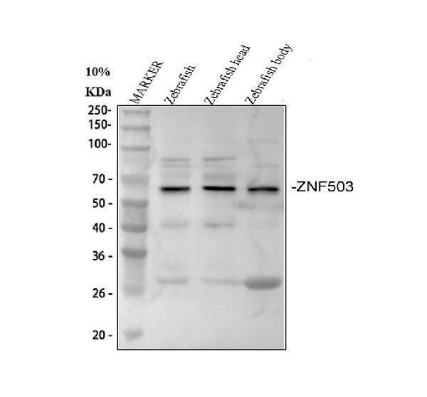 dz12892 nlz2 primary antibodies wb testing 1