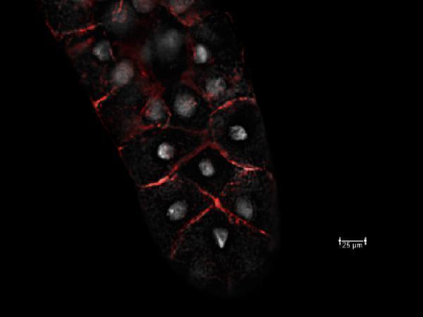 dz33921 1 cg6353 primary antibodies if testing 1