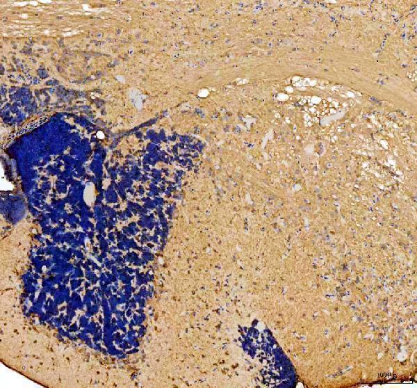 dz33922 otofa primary antibodies ihc testing 1