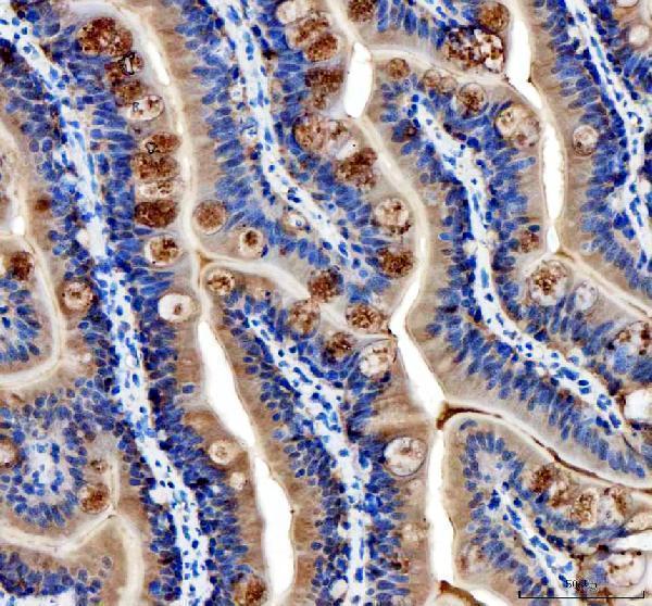 dz33948 cavin4a primary antibodies ihc testing 1_1