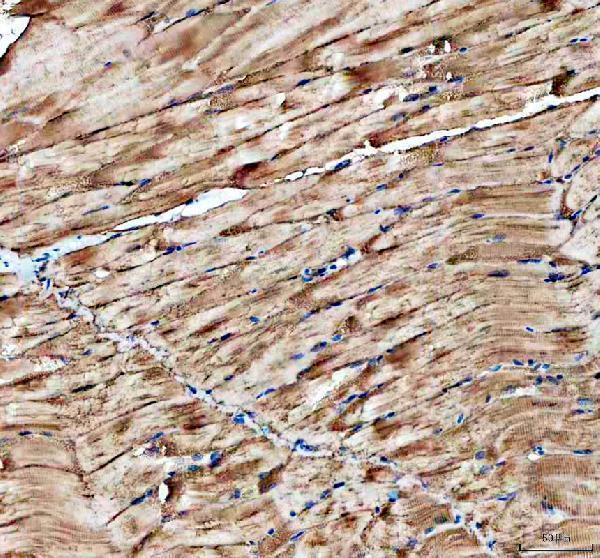 dz33949 cavin4b primary antibodies ihc testing 1