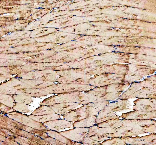 dz33959 cavin1a primary antibodies ihc testing 2