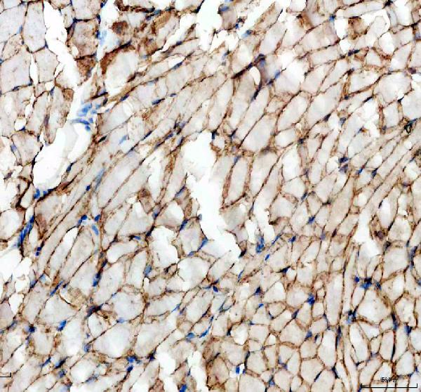 dz33959 cavin1a primary antibodies ihc testing 4