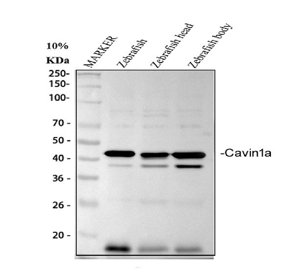 dz33959 cavin1a primary antibodies wb testing 1