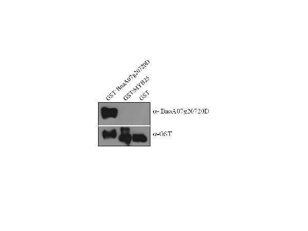 dz33980 bnaa07g20720d primary antibodies wb testing 1