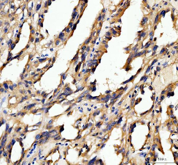 dz33984 prdx primary antibodies ihc testing 4
