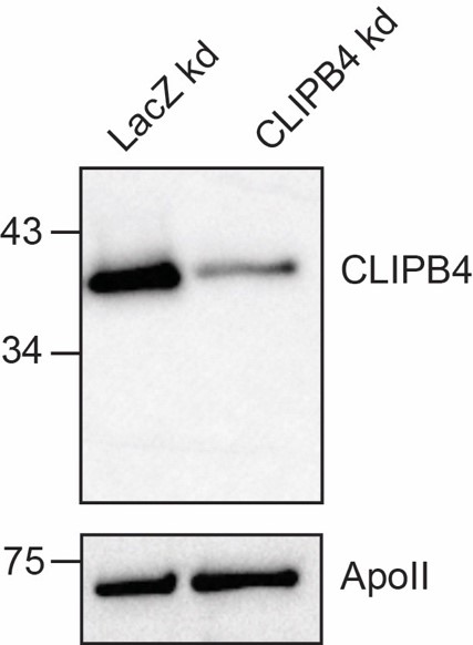 dz33989 1 clipb4 primary antibodies wb testing 1