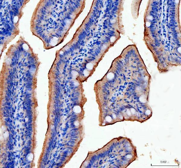 dz41028 taperin primary antibodies ihc testing 1