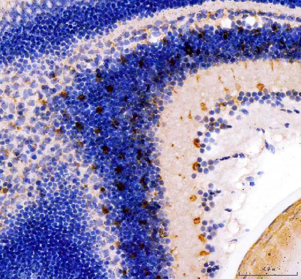  IHC analysis of Ush2a using anti-Ush2a antibody (DZ41031)