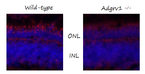  IF analysis of Ush2c/Adgrv1 using anti-Ush2c/Adgrv1 antibody (DZ41032)